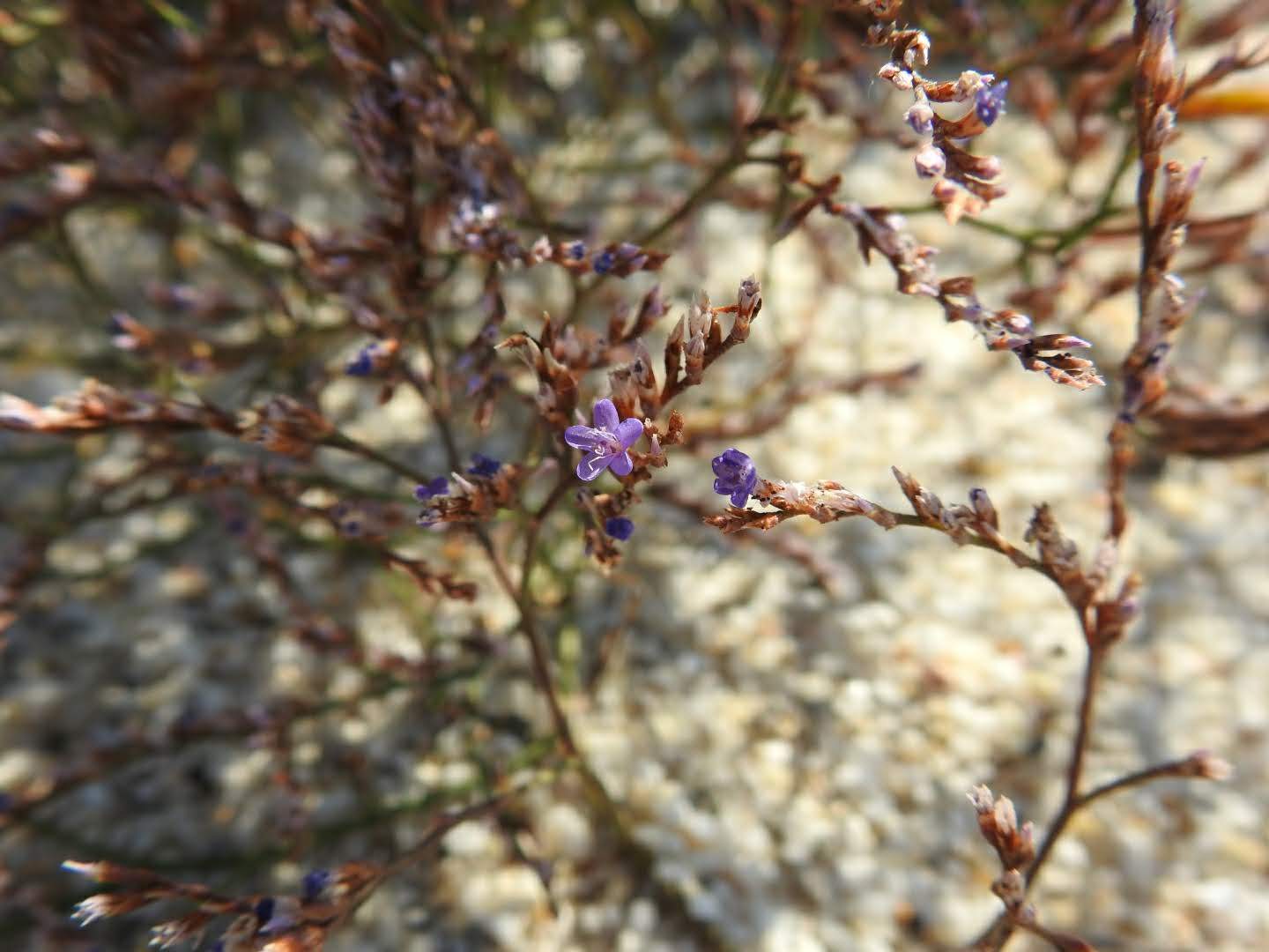 Limonium narbonense