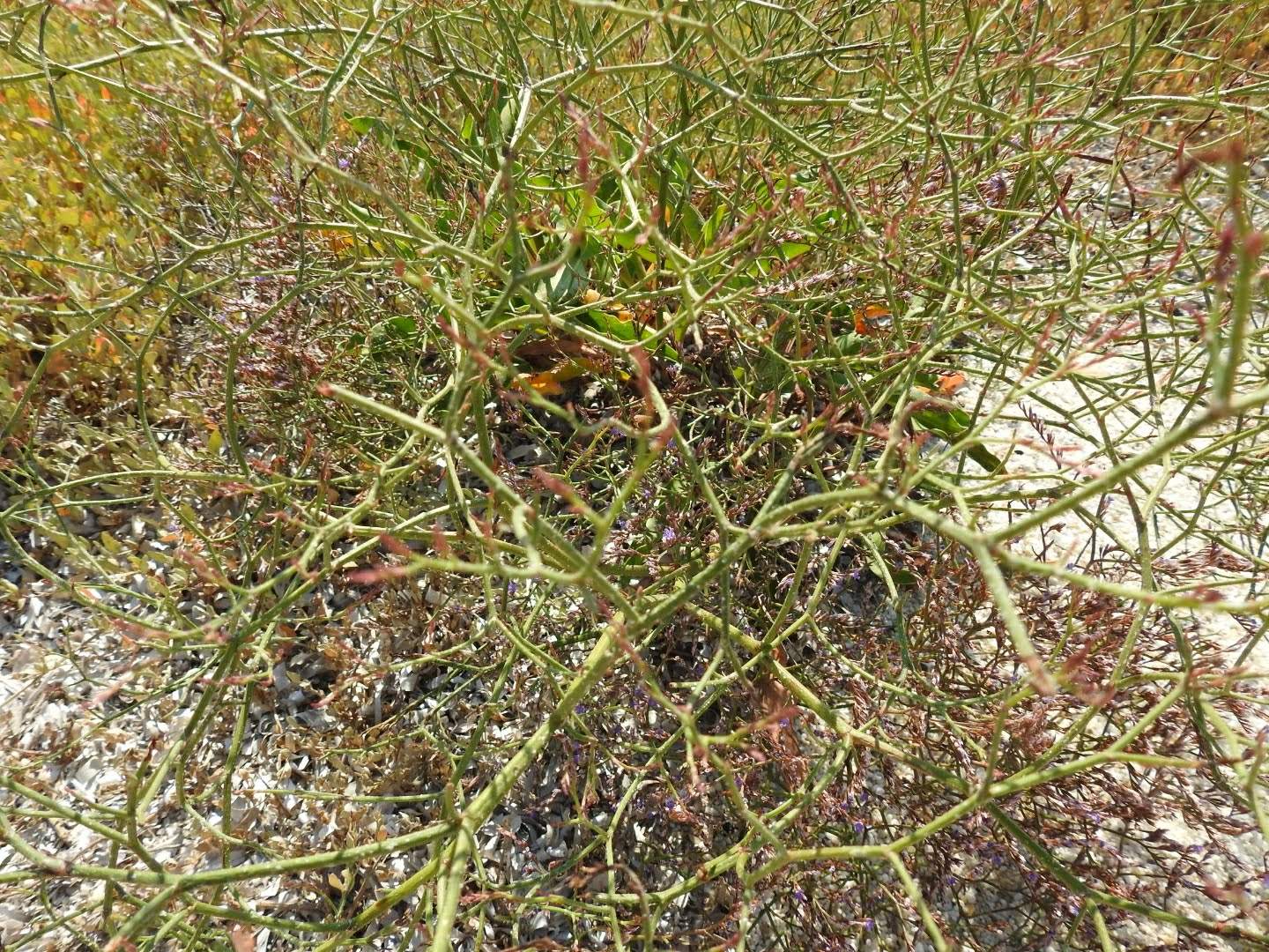 Limonium narbonense