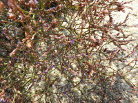 Limonium narbonense