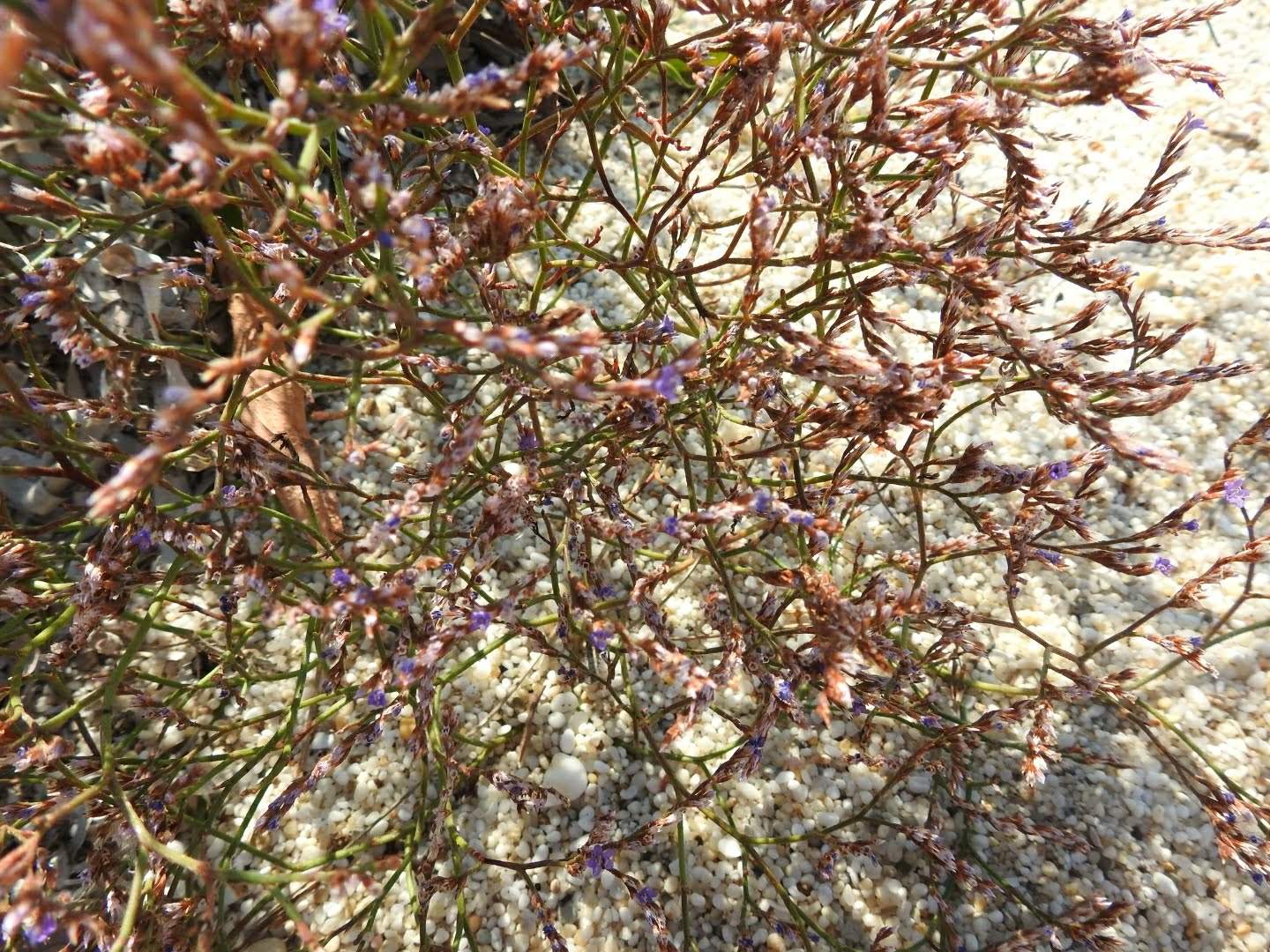 Limonium narbonense