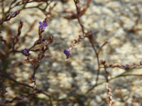 Limonium narbonense