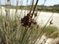 Juncus acutus