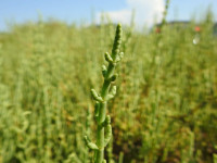 Salicornia fruticosa
