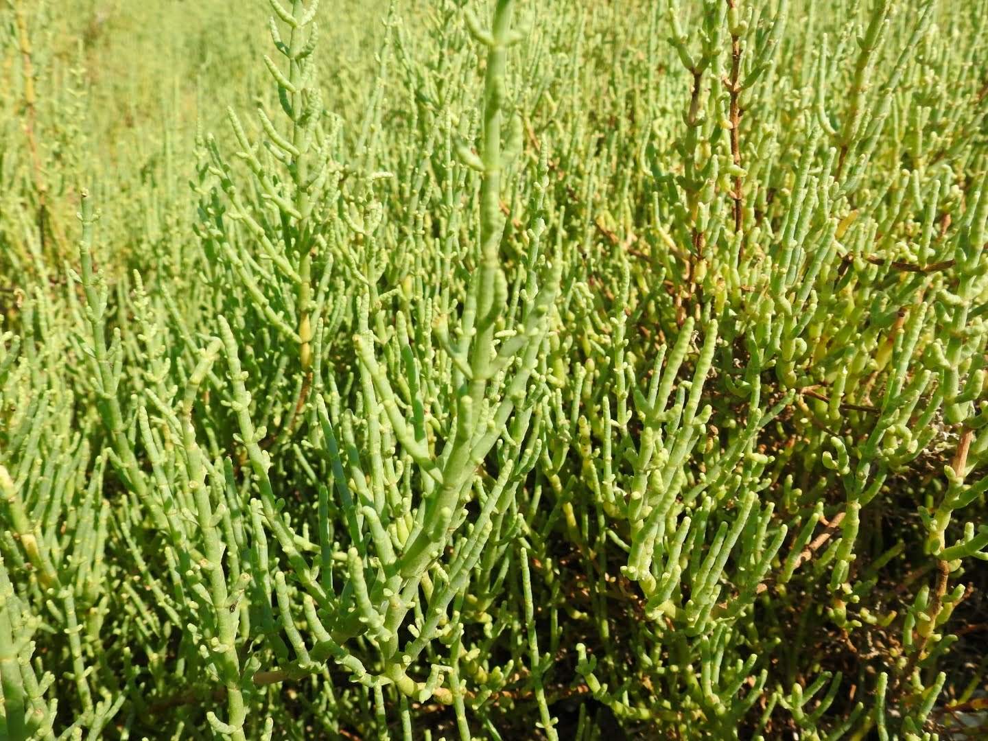 Salicornia fruticosa
