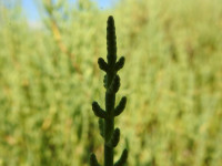 Salicornia fruticosa