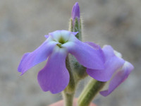 Matthiola tricuspidata