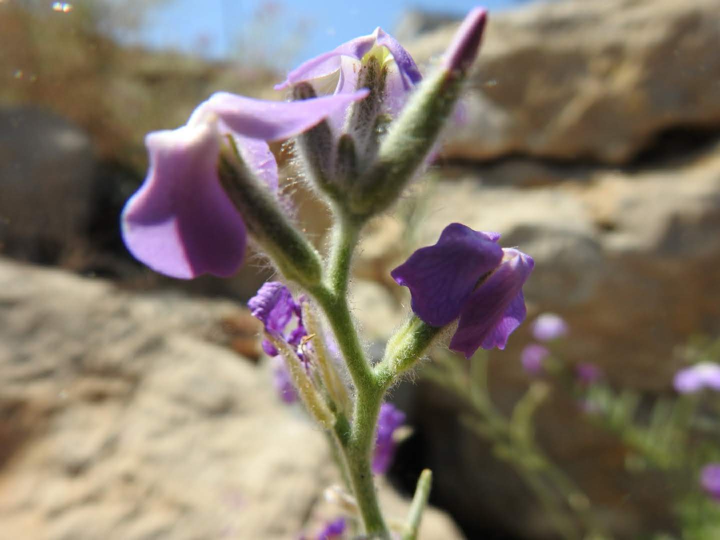 Matthiola tricuspidata