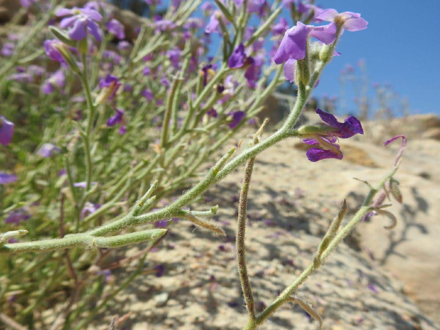 Matthiola tricuspidata