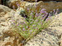Matthiola tricuspidata