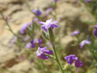 Matthiola tricuspidata