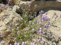 Matthiola tricuspidata