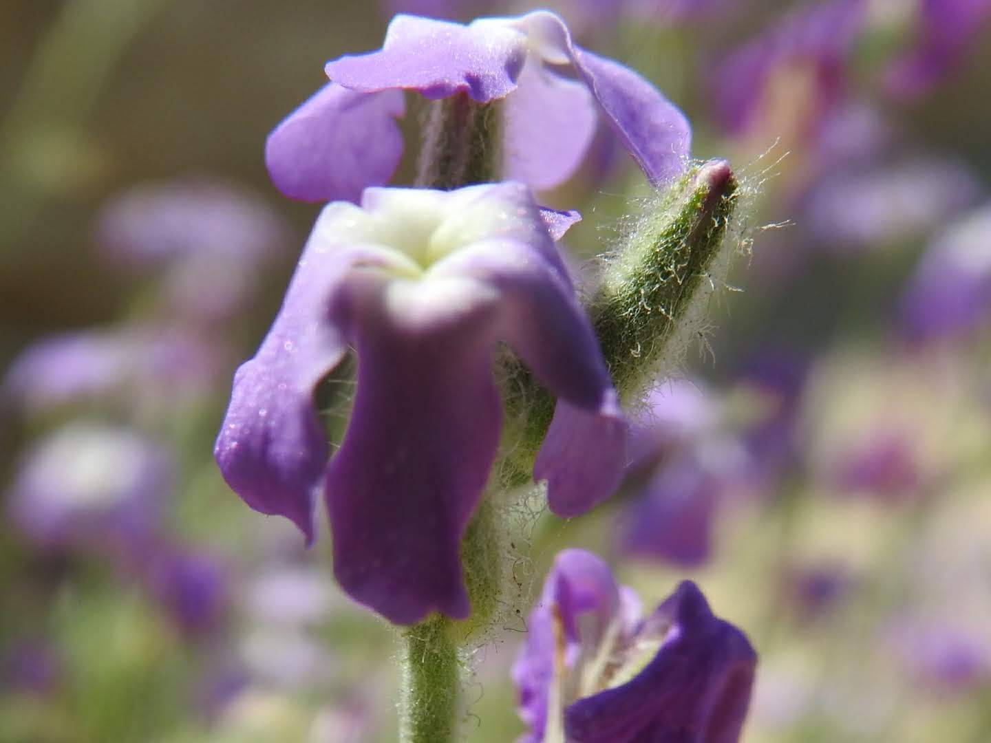 Matthiola tricuspidata