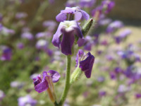 Matthiola tricuspidata