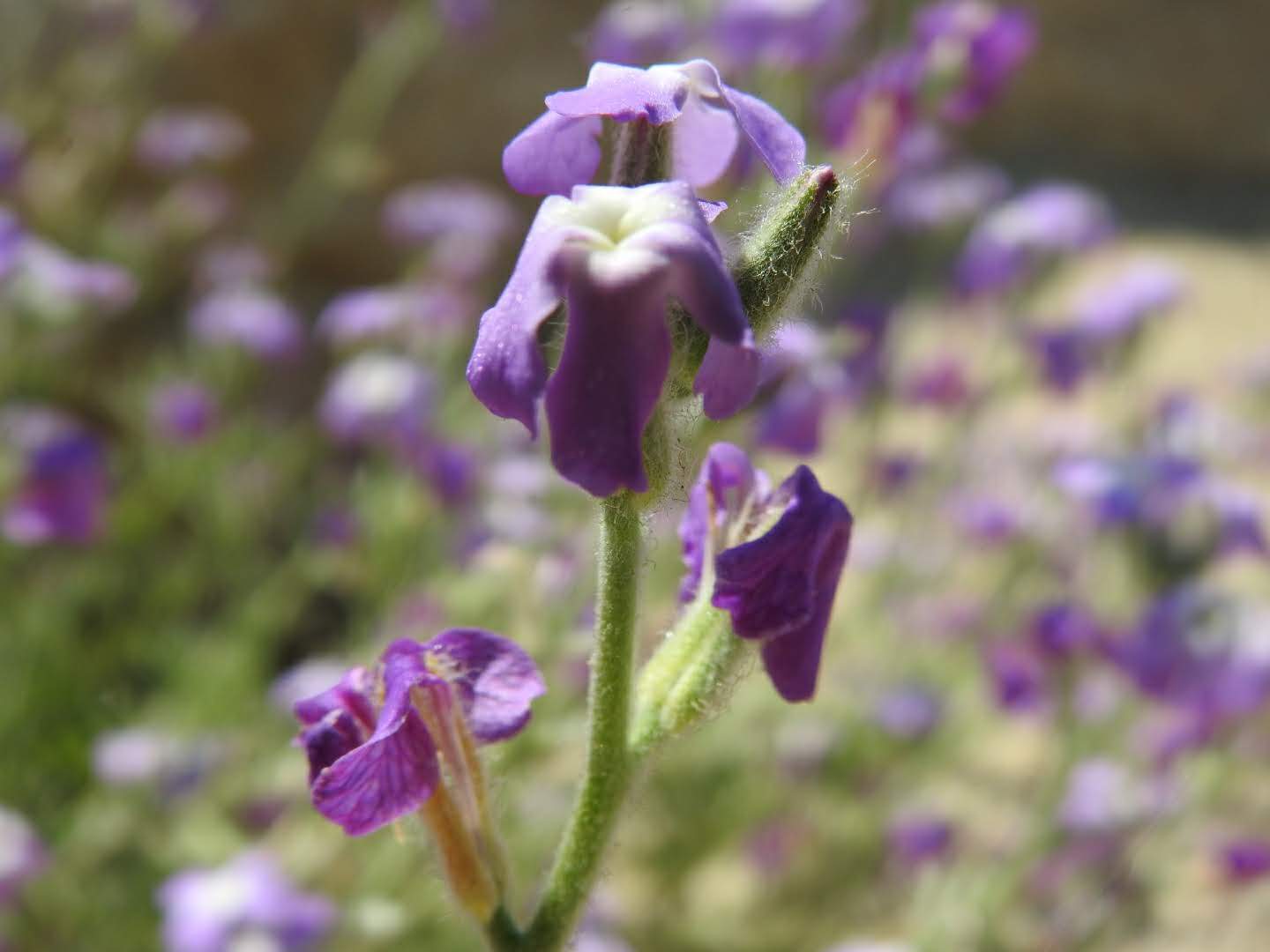 Matthiola tricuspidata
