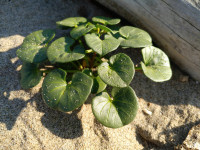 Convolvulus soldanella