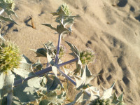Eryngium maritimum