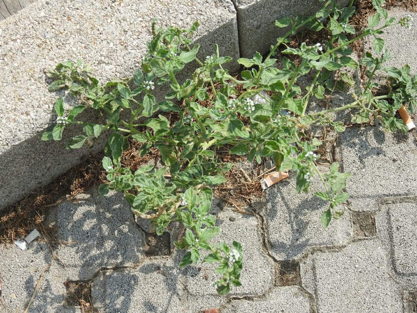 Heliotropium europaeum