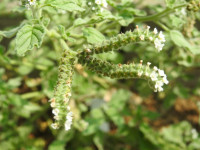 Heliotropium europaeum