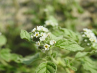 Heliotropium europaeum