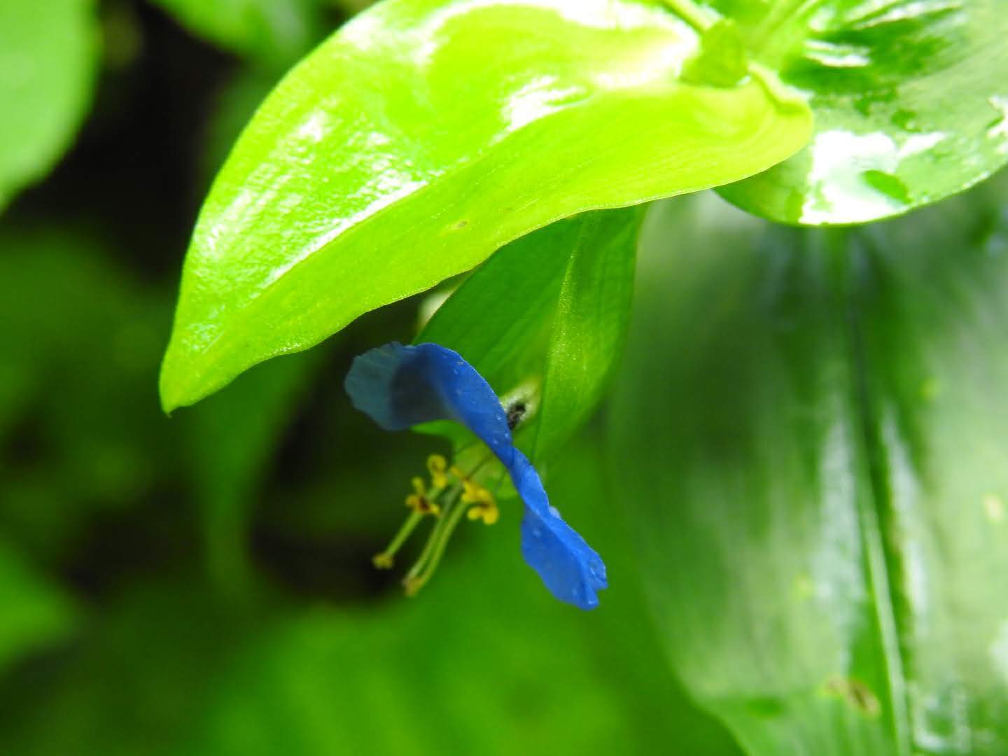 Commelina communis