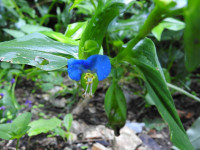 Commelina communis