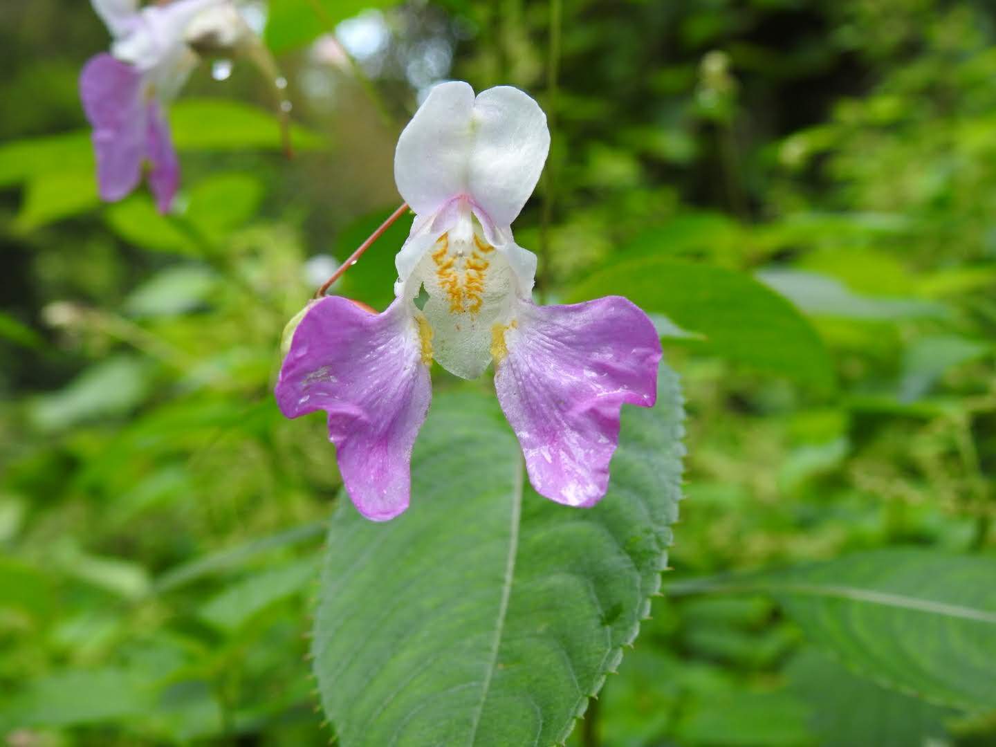Impatiens balfourii