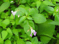 Impatiens balfourii