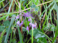 Allium carinatum