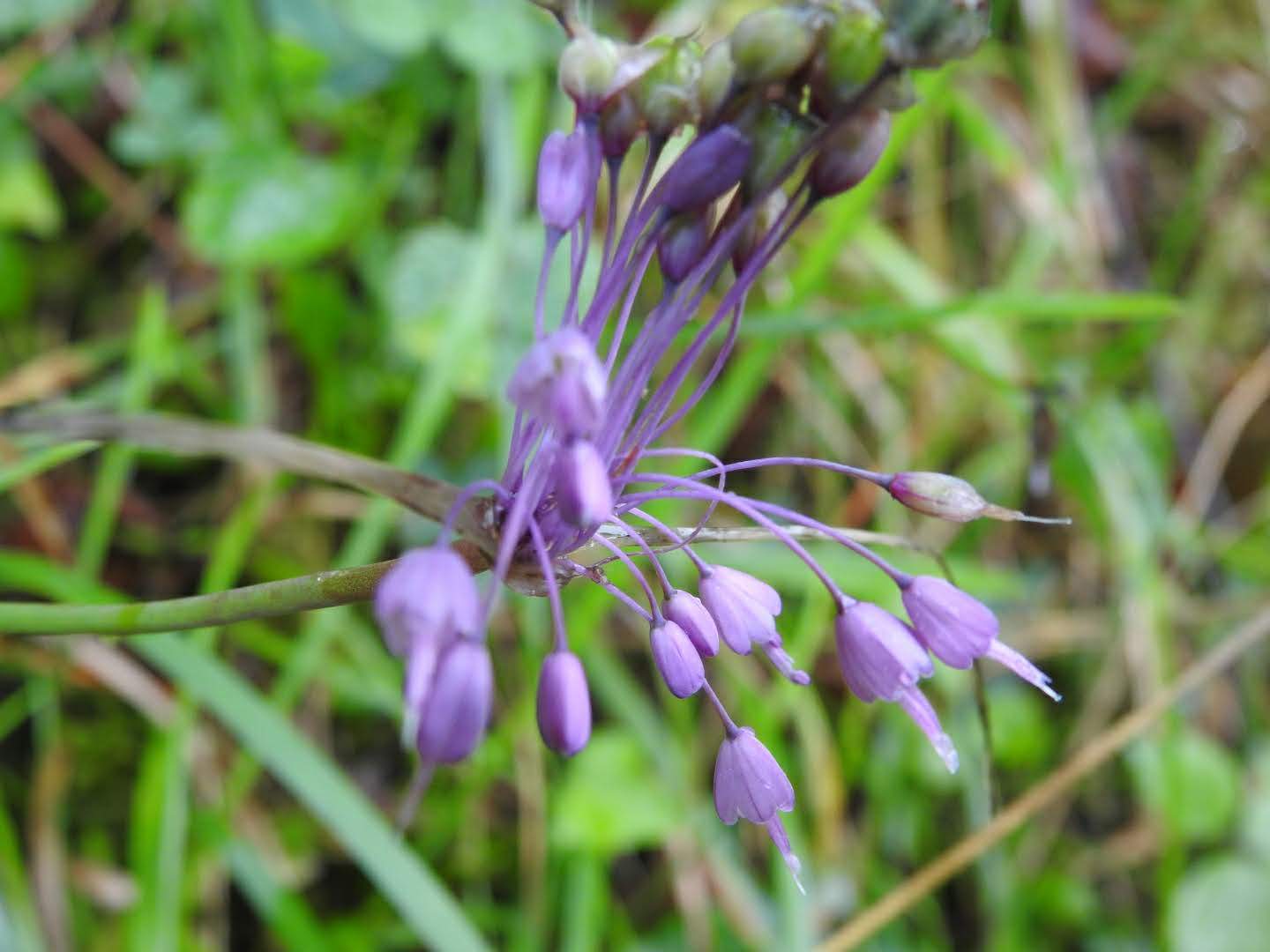 Allium carinatum