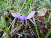 Cyclamen hederifolium