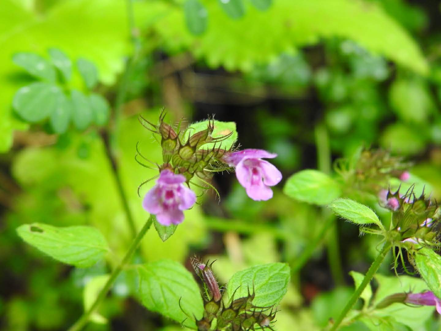 Clinopodium vulgare