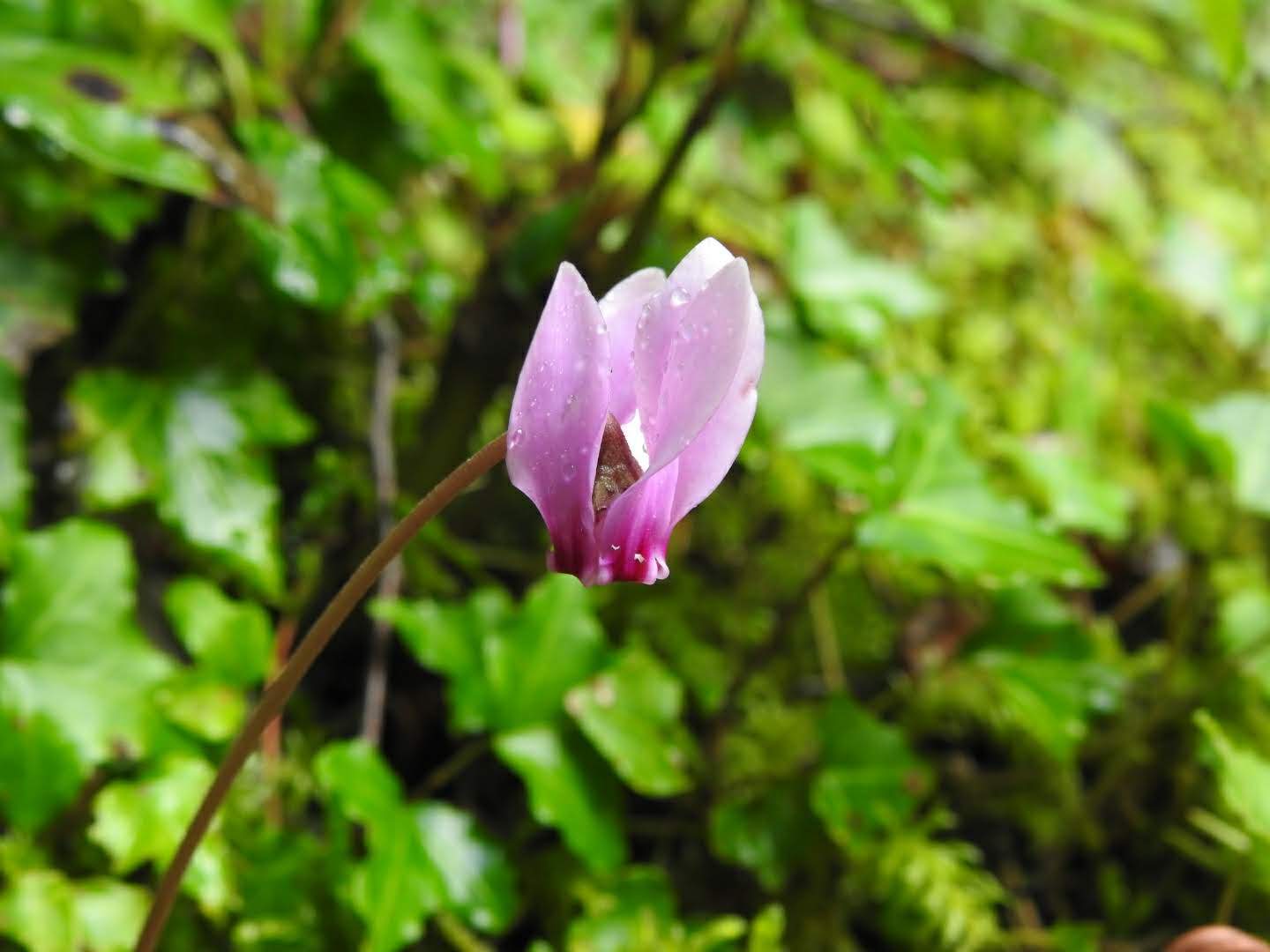 Cyclamen hederifolium