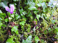 Cyclamen hederifolium
