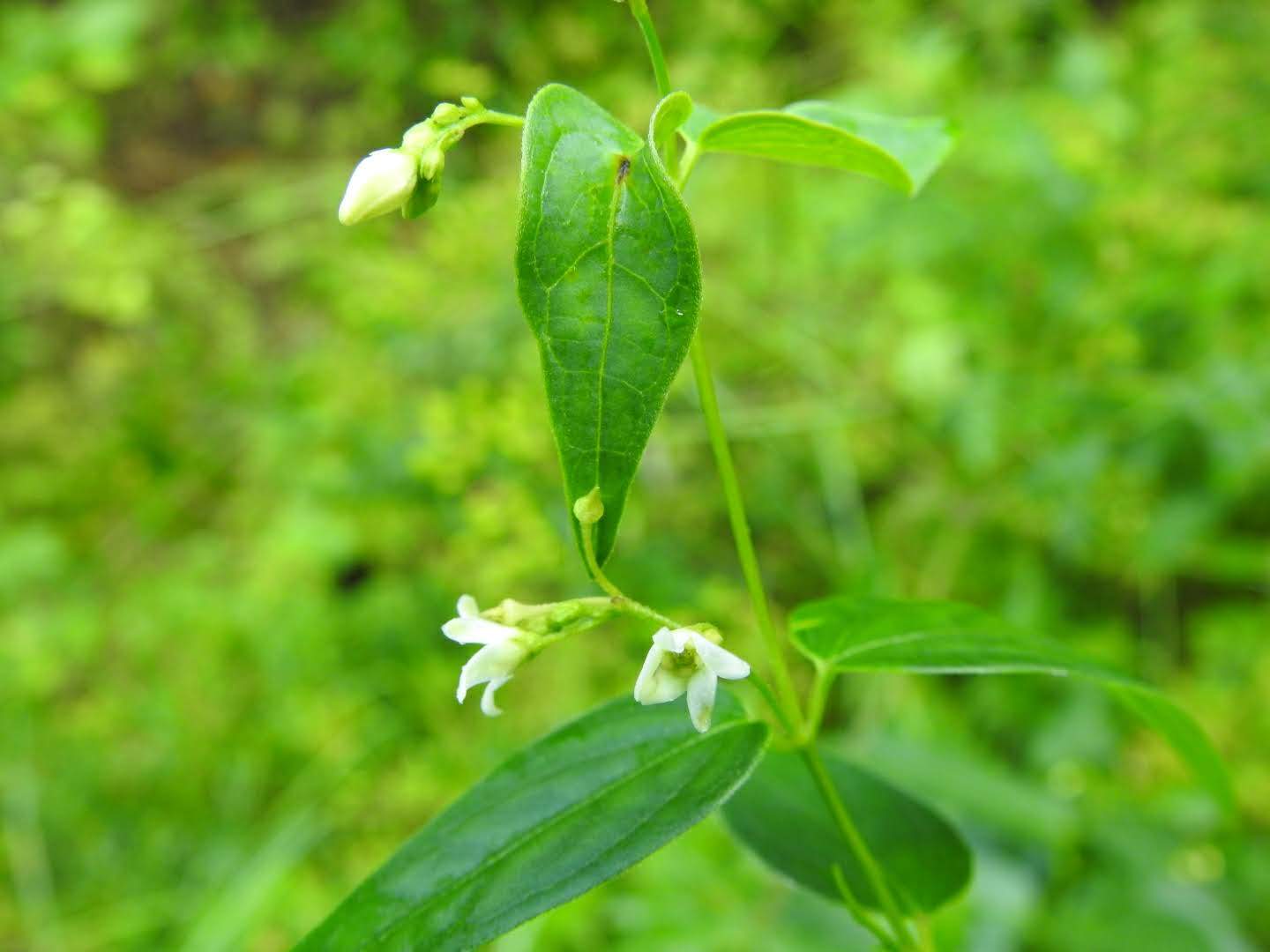 Vincetoxicum hirundinaria