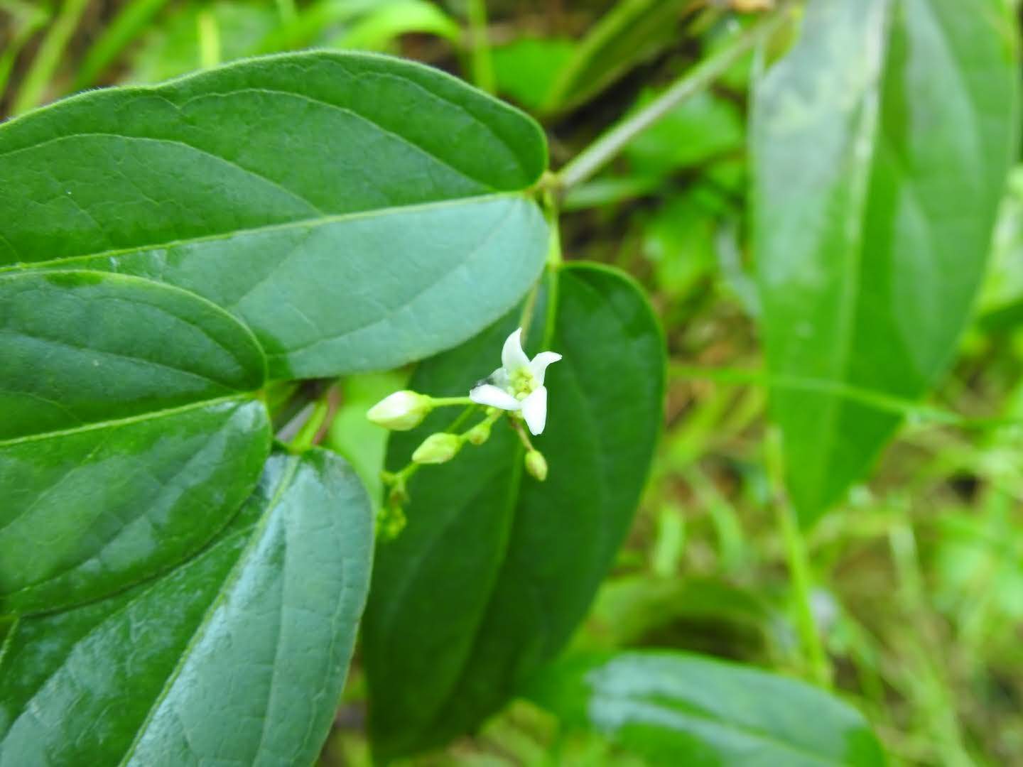 Vincetoxicum hirundinaria