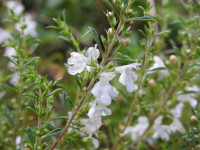 Satureja montana