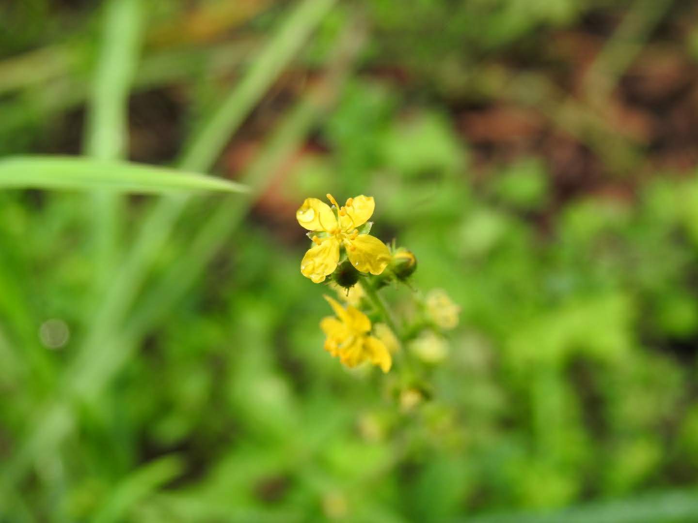 Agrimonia eupatoria