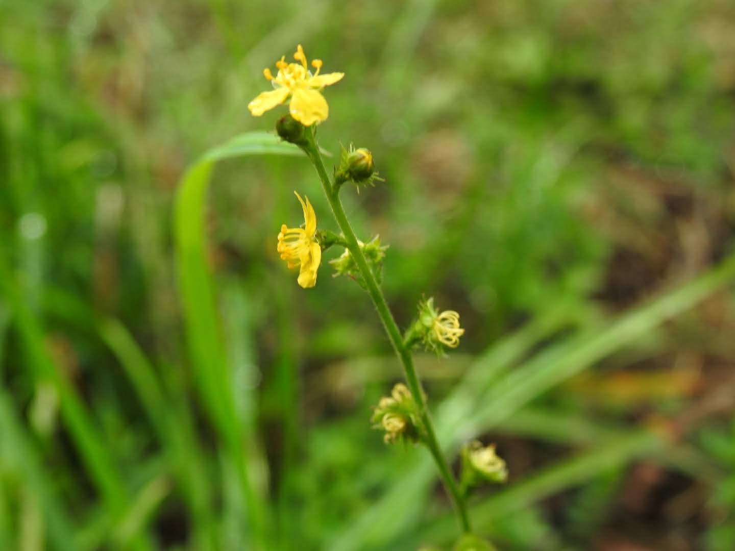 Agrimonia eupatoria