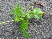 Agrimonia eupatoria