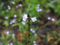Verbena officinalis