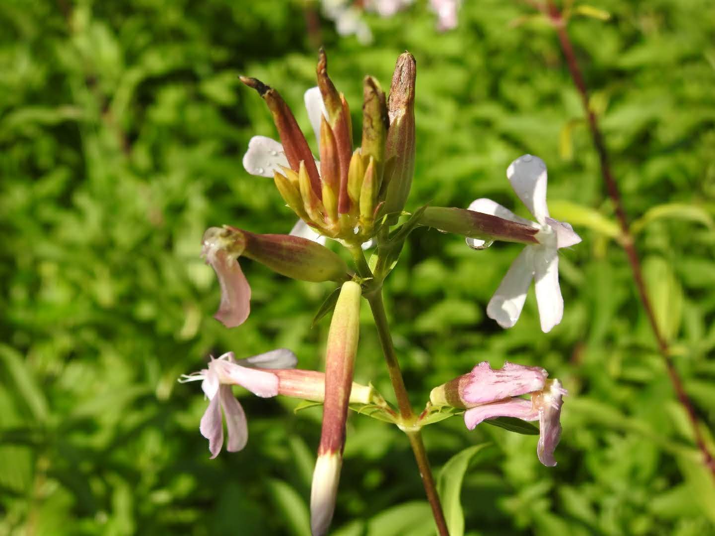 Saponaria officinalis