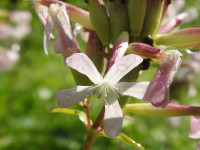 Saponaria officinalis