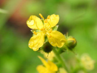 Agrimonia eupatoria