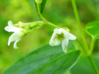 Vincetoxicum hirundinaria