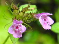 Clinopodium vulgare