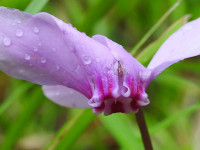 Cyclamen hederifolium