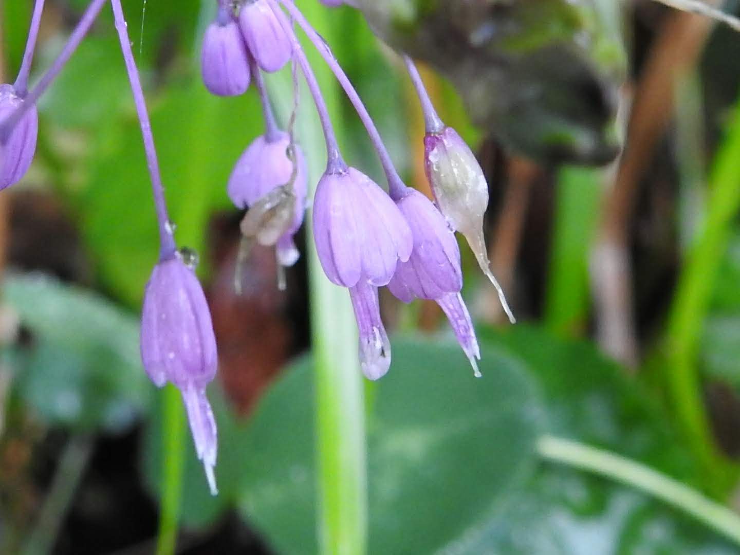 Allium carinatum
