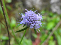 Succisa pratensis