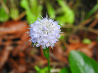 Succisa pratensis