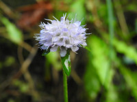 Succisa pratensis